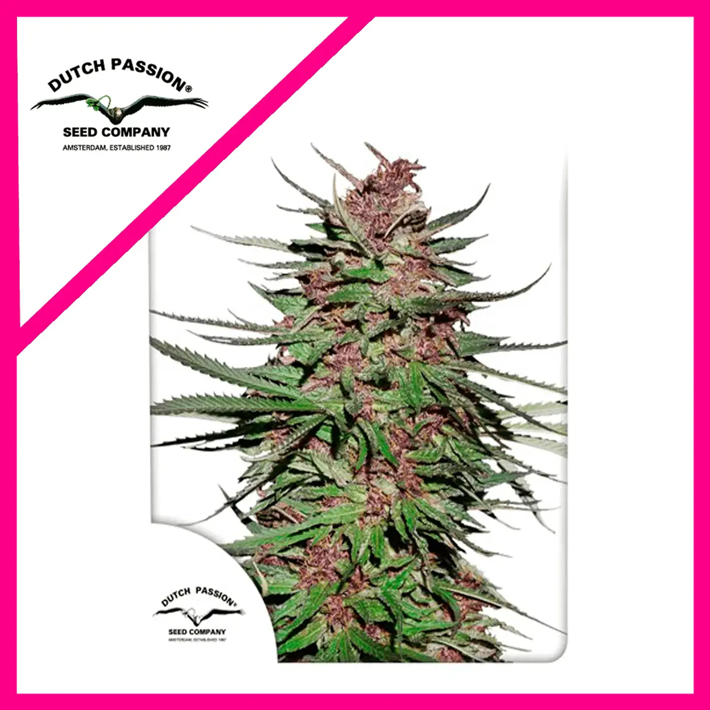 Purple N1 Fem X3-Dutch Passion 1
