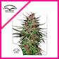 Purple N1 Fem X3-Dutch Passion - Miniatura 1