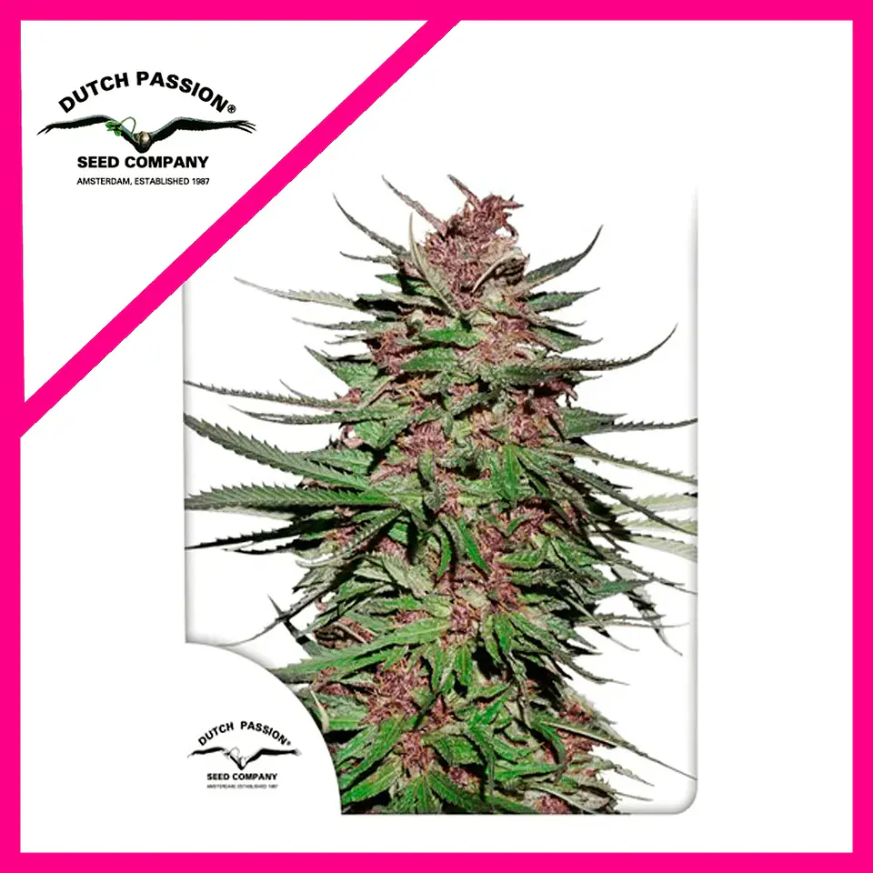 Purple N1 Fem X3-Dutch Passion 1