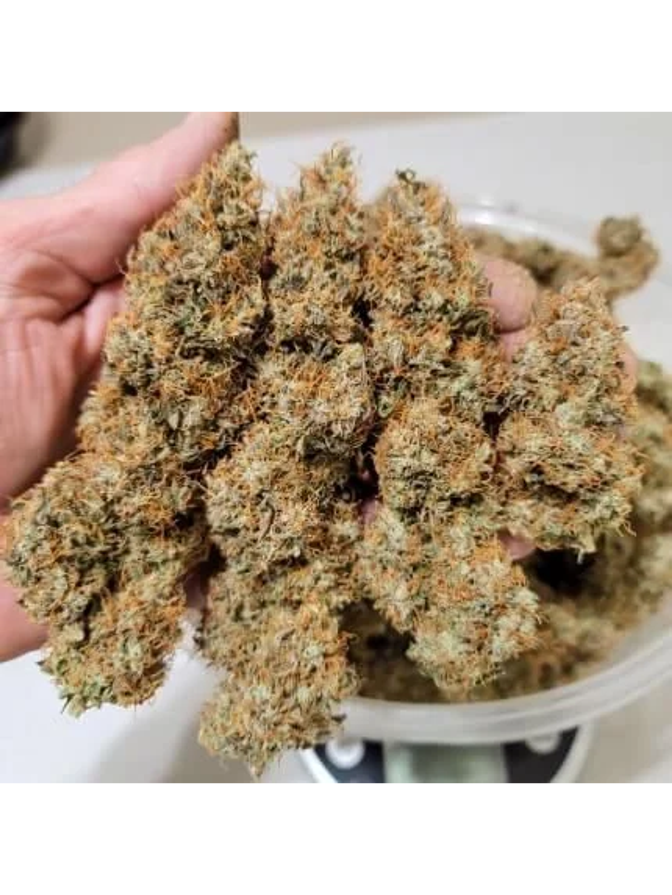 Power Plant Auto -Dutch Passion (X3/X3+1) 2