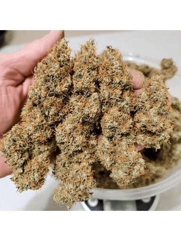 POWER PLANT AUTO X3-DUTCH PASSION 2