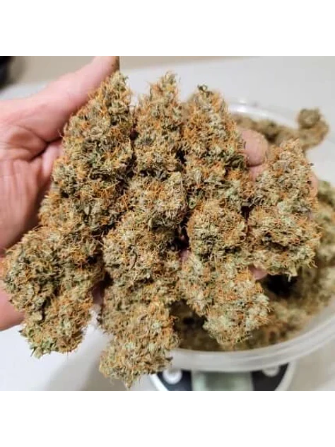 Power Plant Auto -Dutch Passion X3+1 2