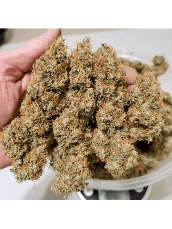 POWER PLANT AUTO X3-DUTCH PASSION 2