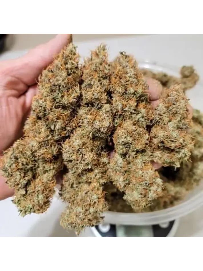 Power Plant Auto -Dutch Passion X3+1 2
