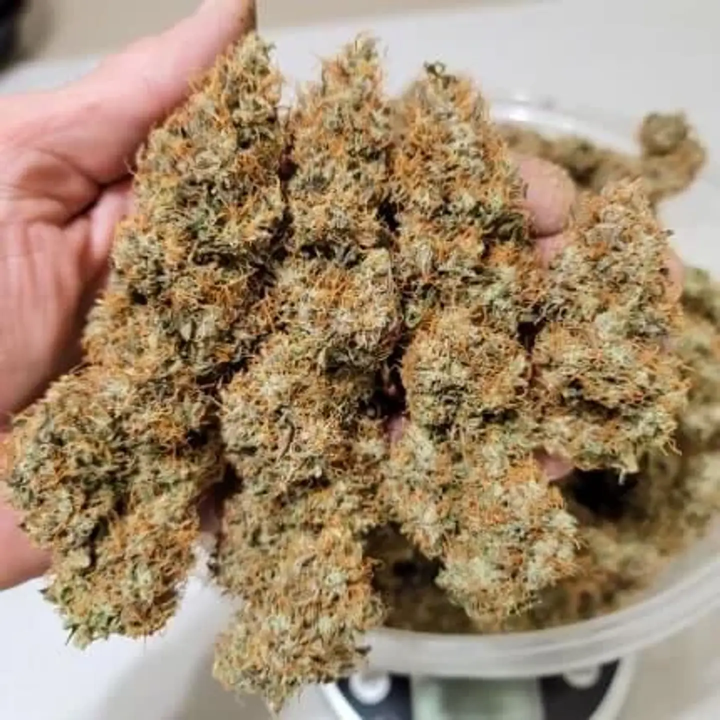 Power Plant Auto -Dutch Passion X3+1 2