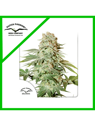 POWER PLANT AUTO X3-DUTCH PASSION 1