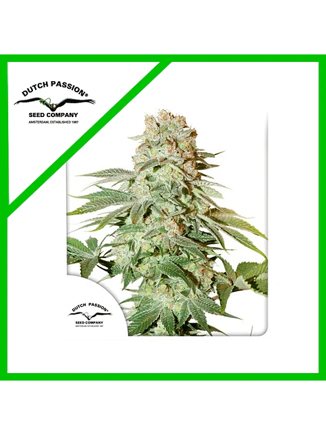 Power Plant Auto -Dutch Passion X3+1 1