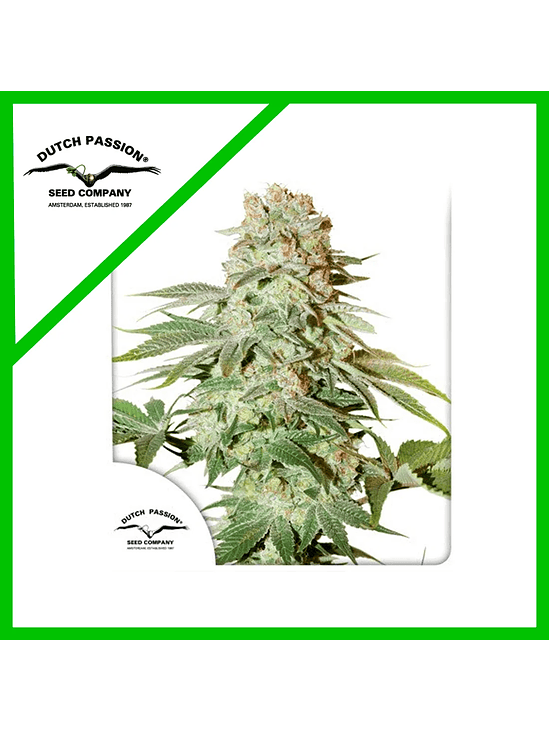 POWER PLANT AUTO X3-DUTCH PASSION 1