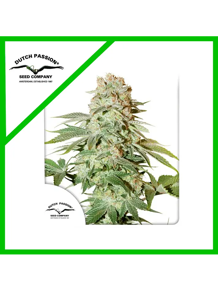 Power Plant Auto -Dutch Passion X3+1 1