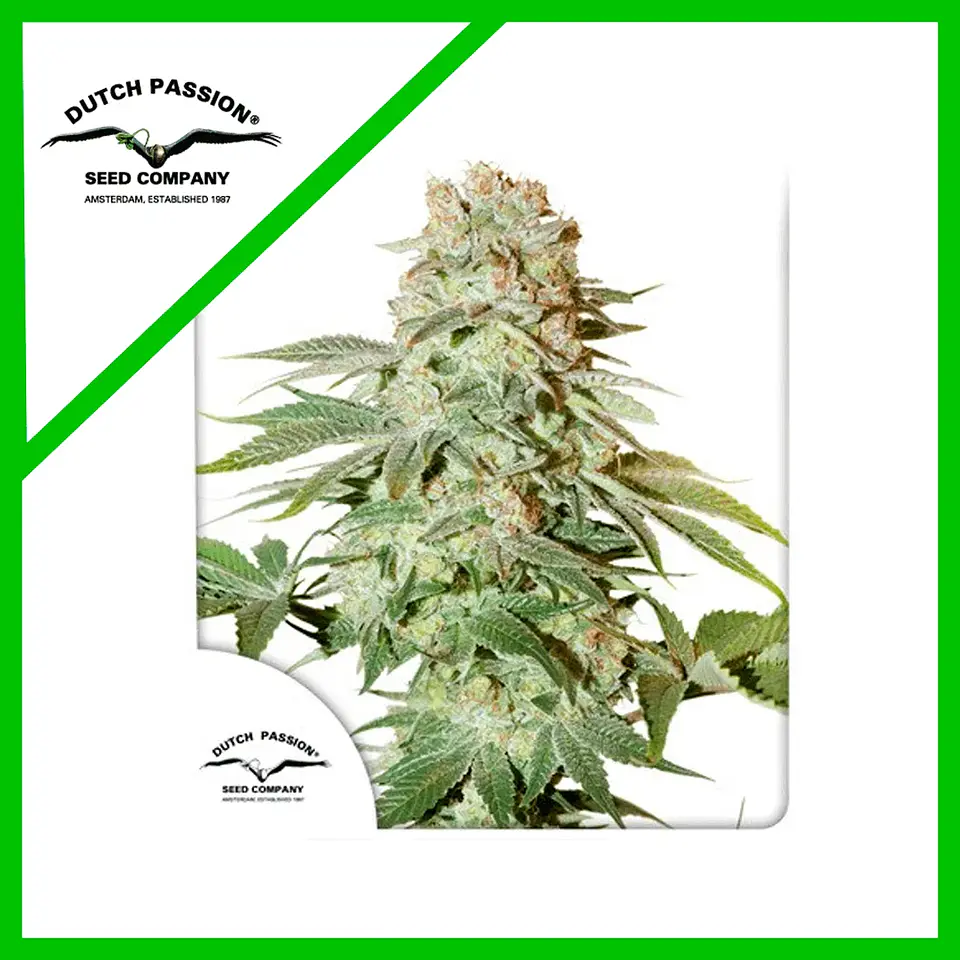 Power Plant Auto -Dutch Passion X3+1 1