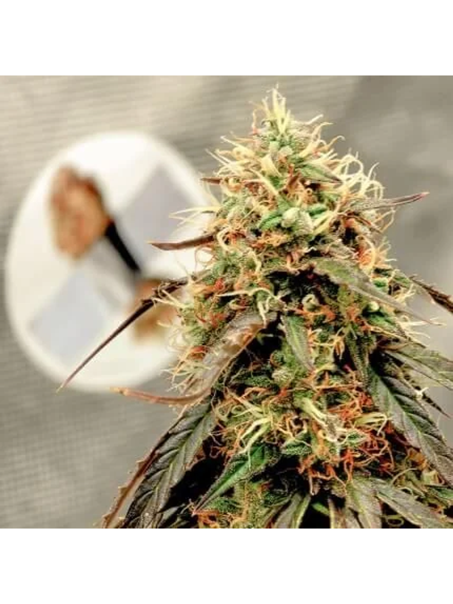 Power Plant Auto -Dutch Passion (X3/X3+1) 3