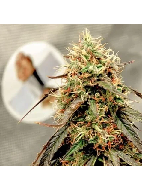 Power Plant Auto -Dutch Passion X3+1 3