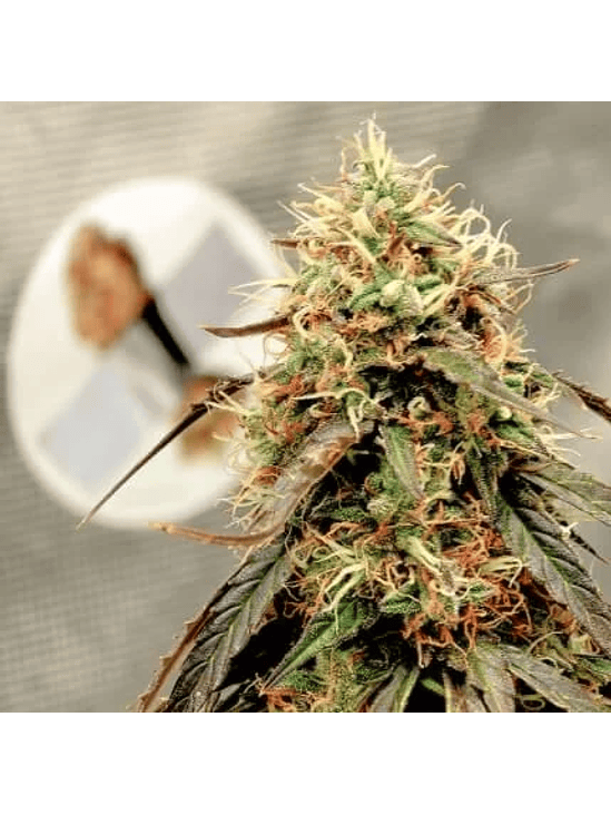 POWER PLANT AUTO X3-DUTCH PASSION 3