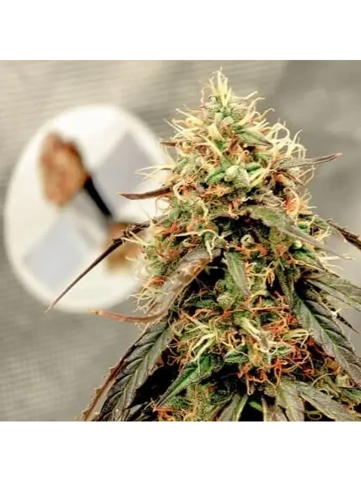 Power Plant Auto -Dutch Passion X3+1 3