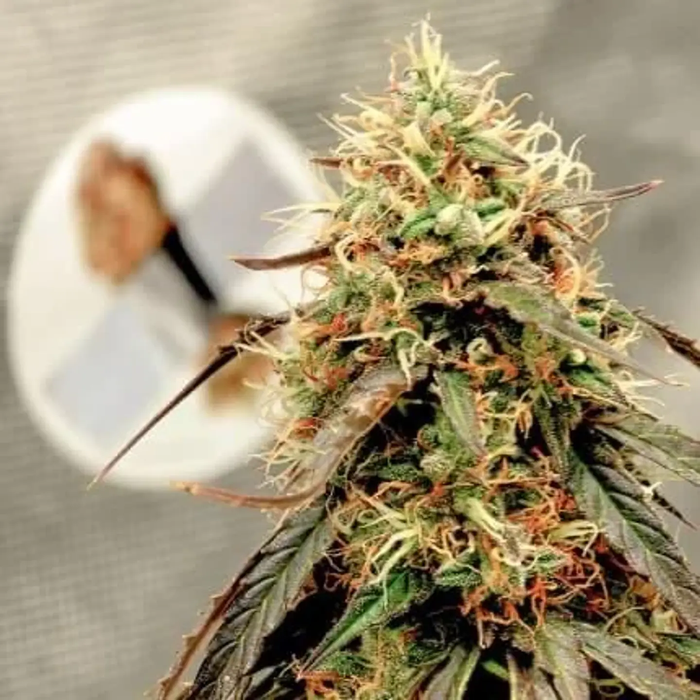 Power Plant Auto -Dutch Passion X3+1 3
