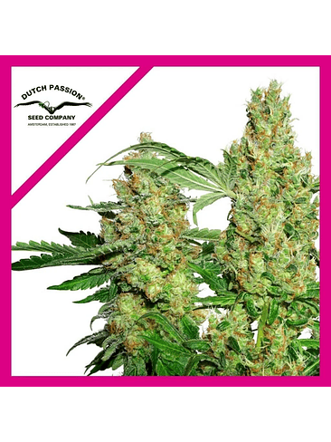POWER PLANT FEM X3-DUTCH PASSION 1