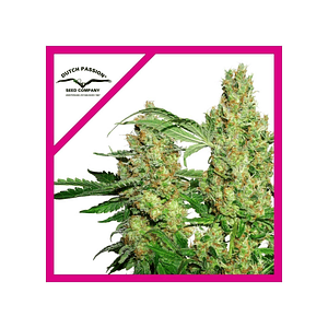 Promocion 2X1 Power Plant Fem X3-Dutch Passion