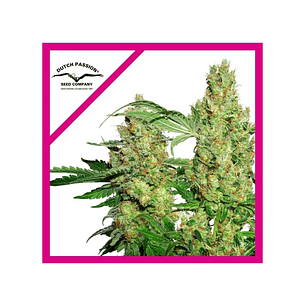 PROMOCION 2X1 POWER PLANT FEM X3-DUTCH PASSION