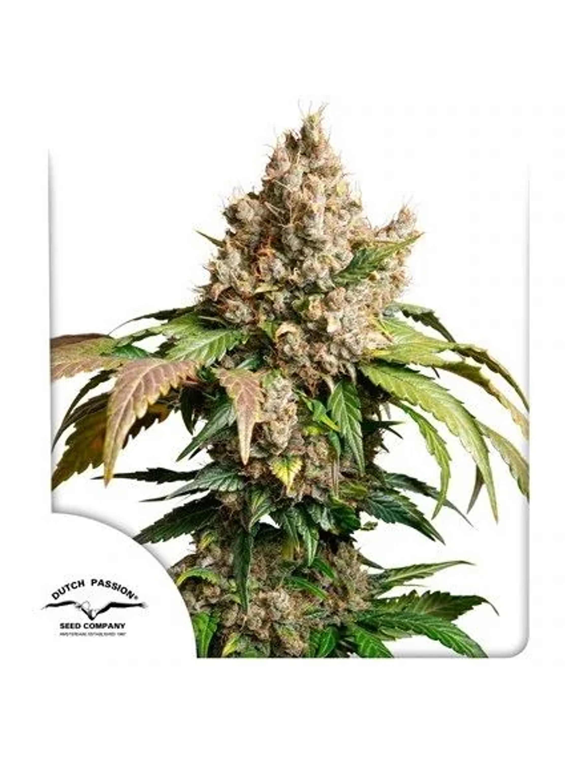 Red Tropicana Cookies Auto -Dutch Passion (X3/X3+1) 1