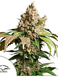 Red Tropicana Cookies Auto X3-Dutch Passion - Miniatura 1