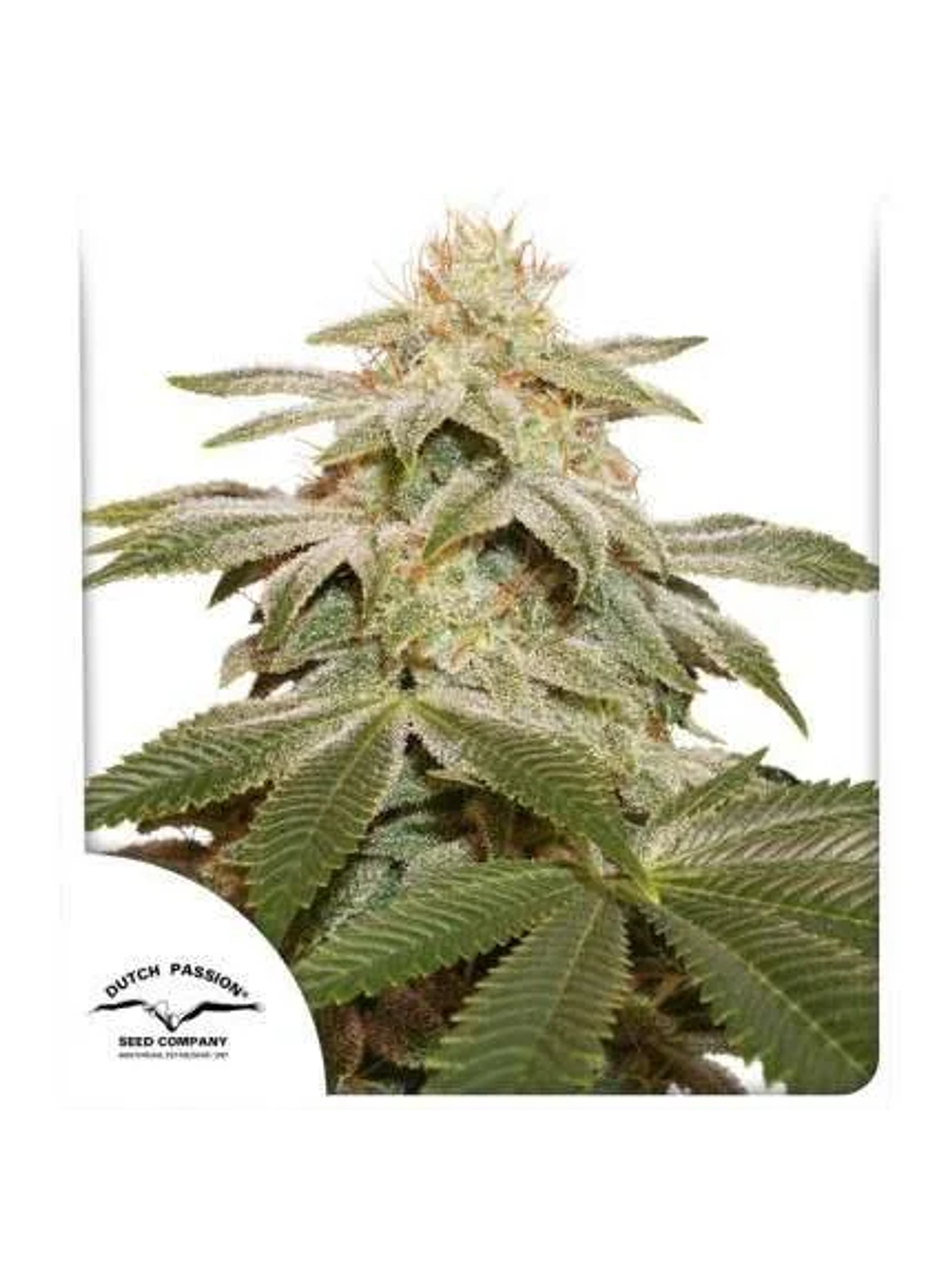 Sugar Bomb Punch Fem X3-Dutch Passion 1