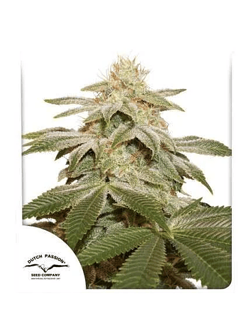 SUGAR BOMB PUNCH FEM X3-DUTCH PASSION 1