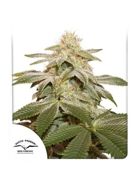 Sugar Bomb Punch Fem X3-Dutch Passion 1