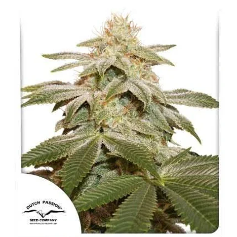 Sugar Bomb Punch Fem X3-Dutch Passion