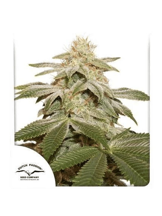 SUGAR BOMB PUNCH FEM X3-DUTCH PASSION 1