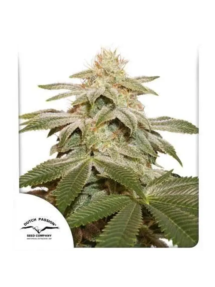 Sugar Bomb Punch Fem X3-Dutch Passion 1