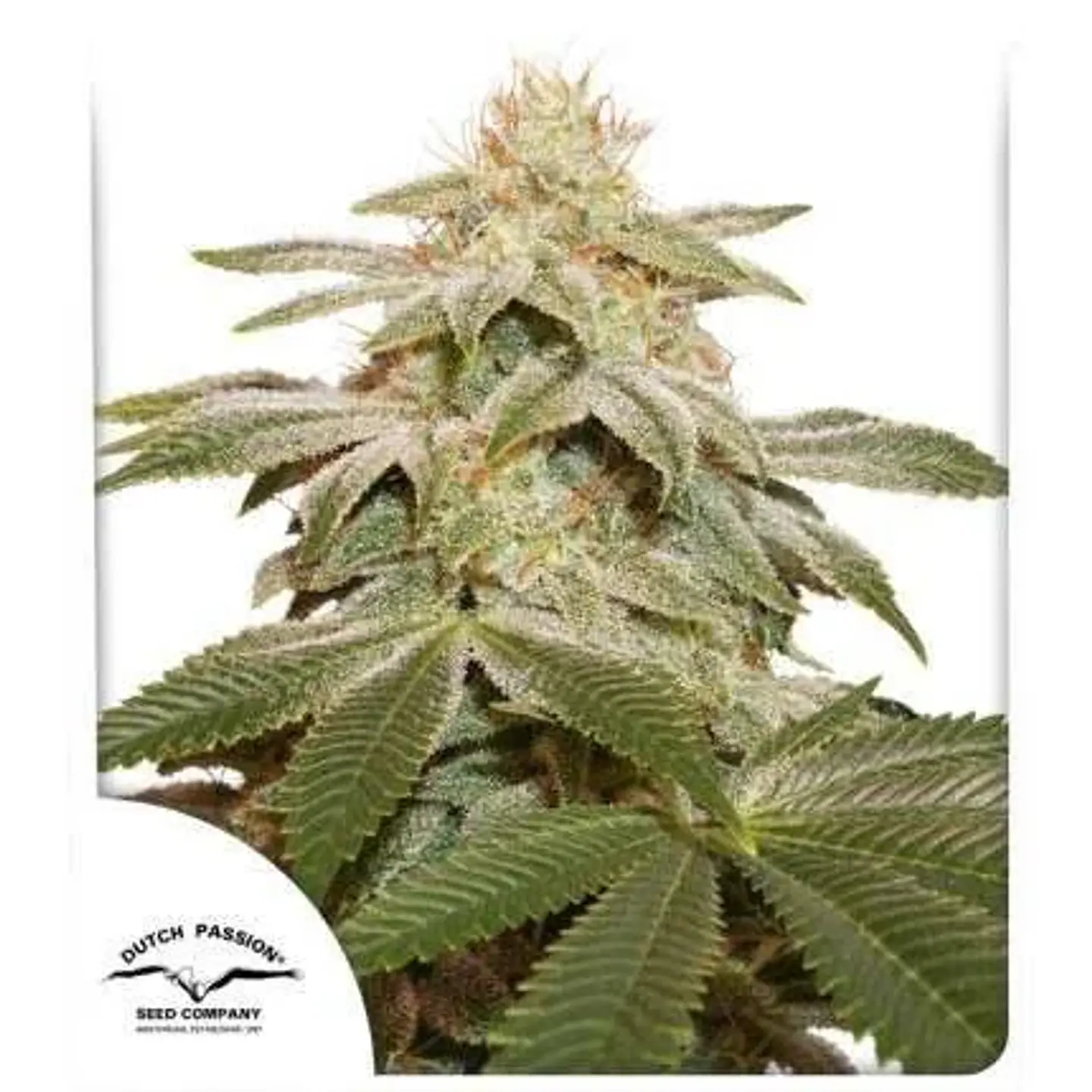 Sugar Bomb Punch Fem X3-Dutch Passion 1