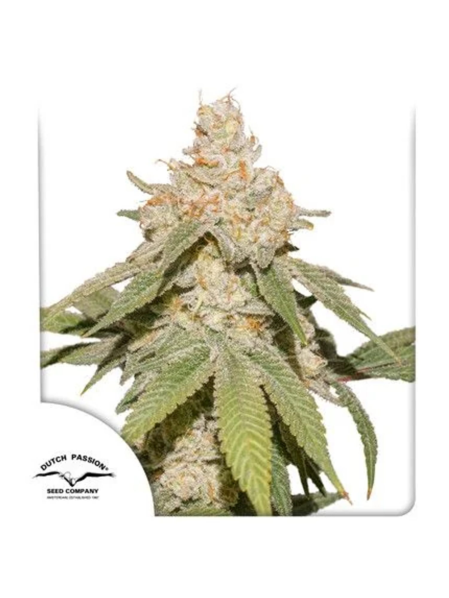 Sfv Og Auto X3-Dutch Passion 1