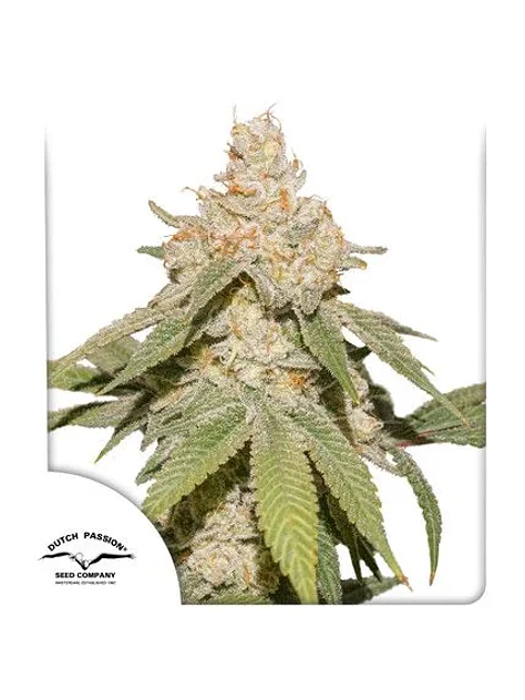 Sfv Og Auto X3-Dutch Passion 1