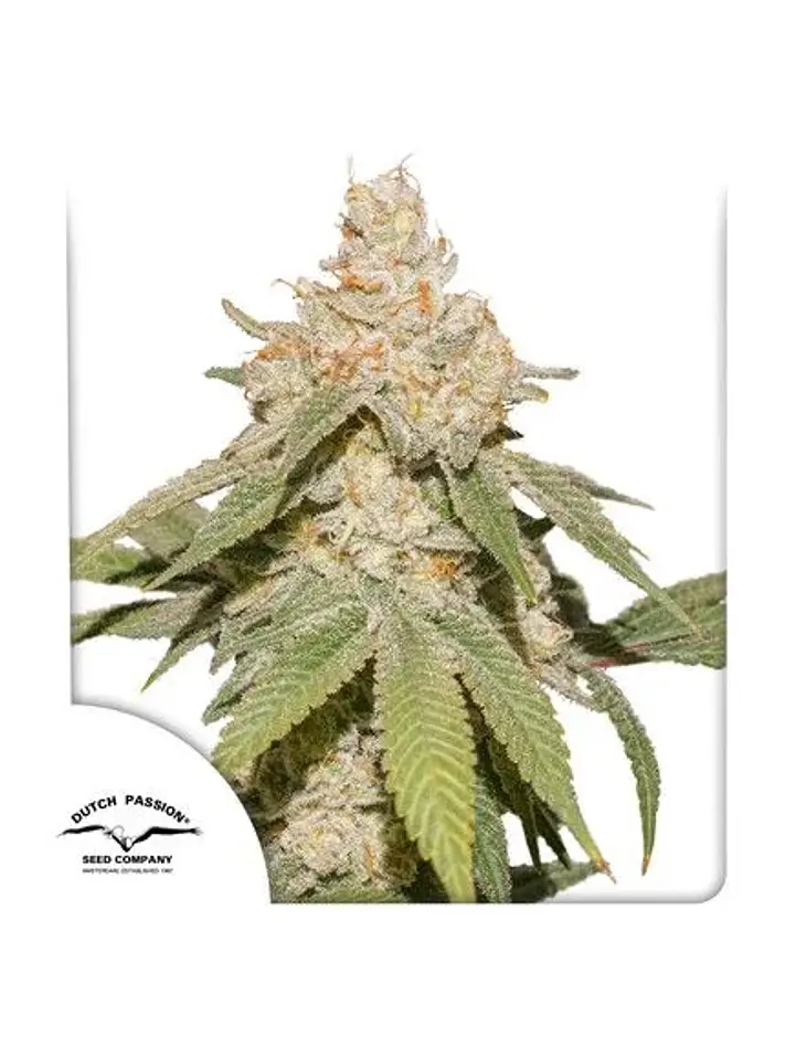 Sfv Og Auto X3-Dutch Passion 1