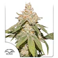Sfv Og Auto X3-Dutch Passion - Miniatura 1