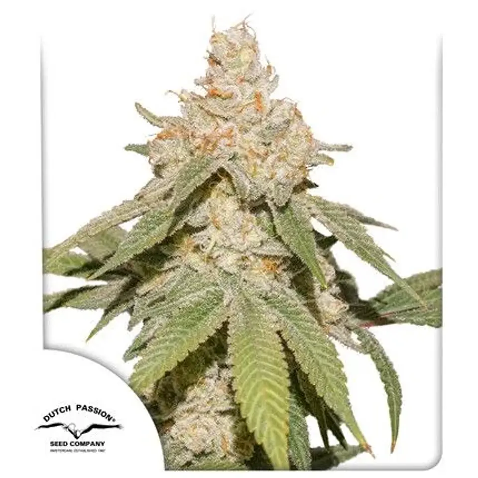 Sfv Og Auto X3-Dutch Passion 1