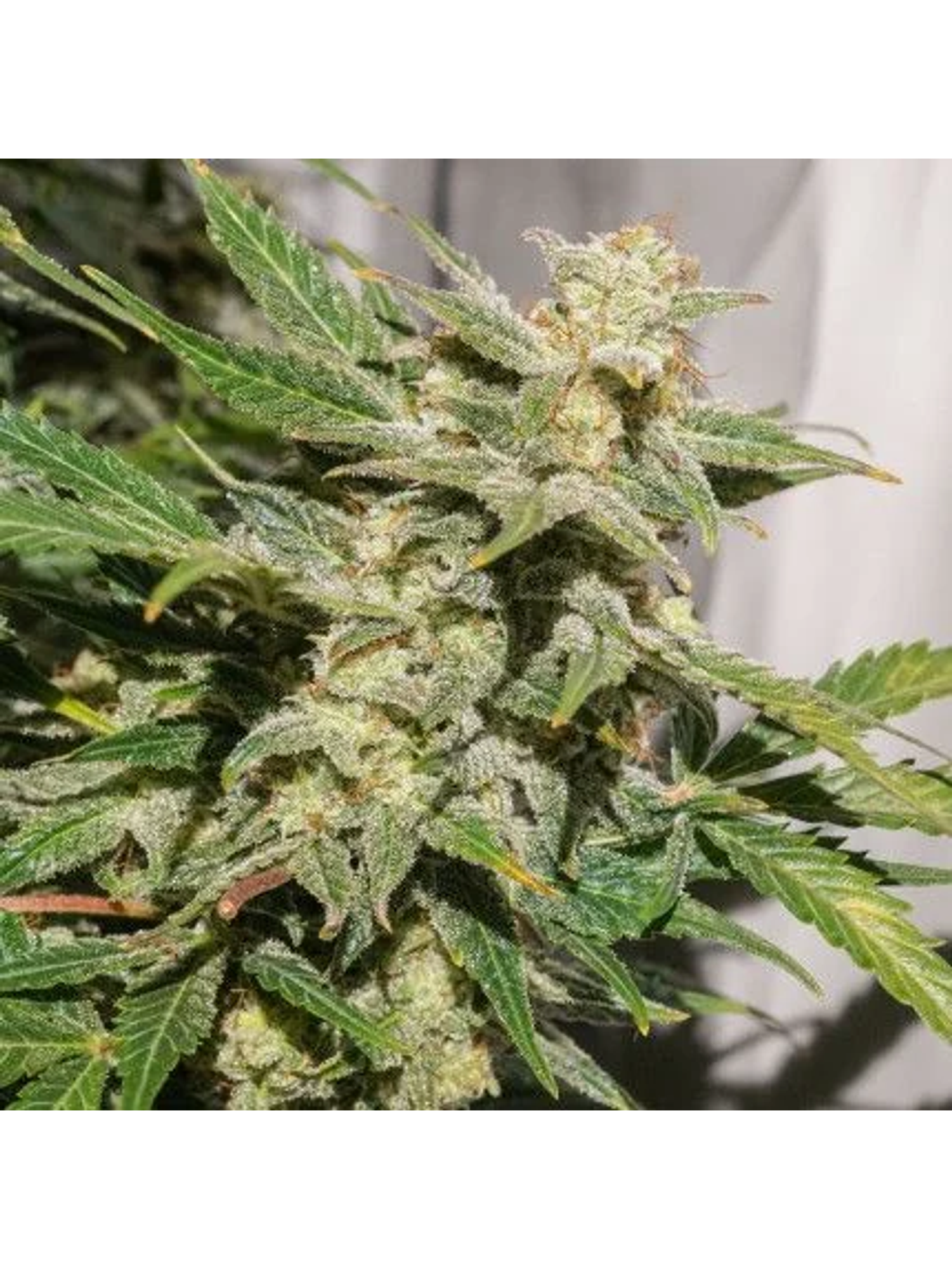 Sfv Og Auto X3-Dutch Passion 2