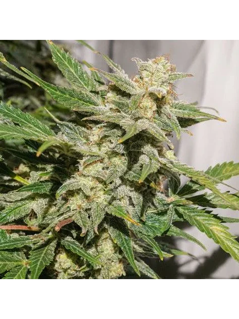 Sfv Og Auto X3-Dutch Passion 2