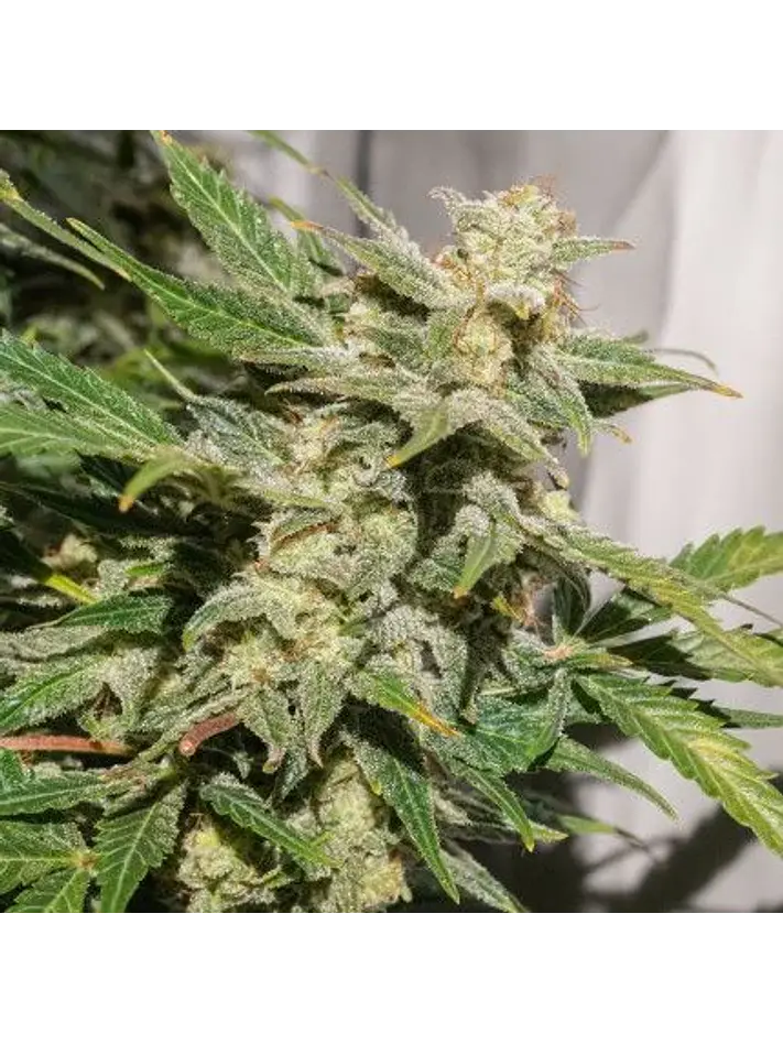 Sfv Og Auto X3-Dutch Passion 2