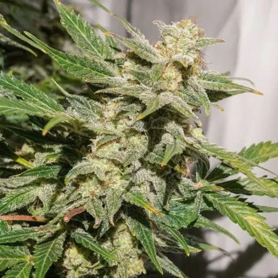 Sfv Og Auto X3-Dutch Passion 2