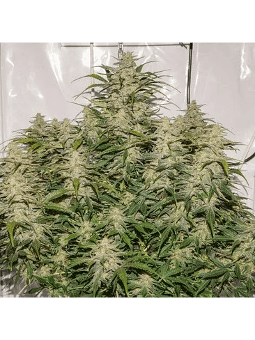 SFV OG AUTO X3-DUTCH PASSION 3