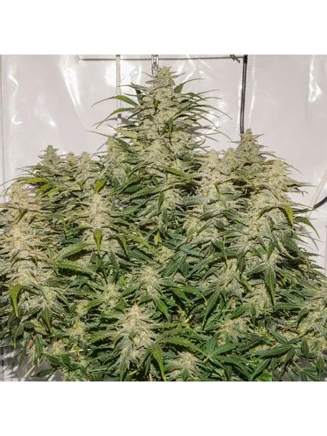 Sfv Og Auto X3-Dutch Passion 3