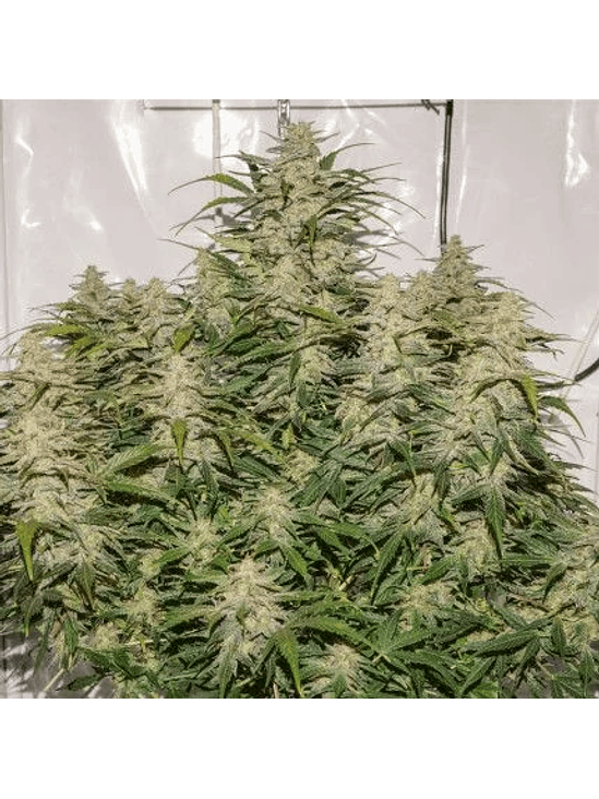 SFV OG AUTO X3-DUTCH PASSION 3