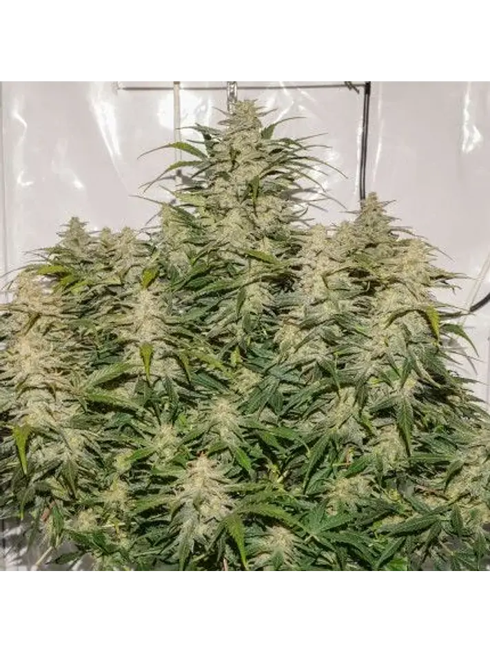 Sfv Og Auto X3-Dutch Passion 3