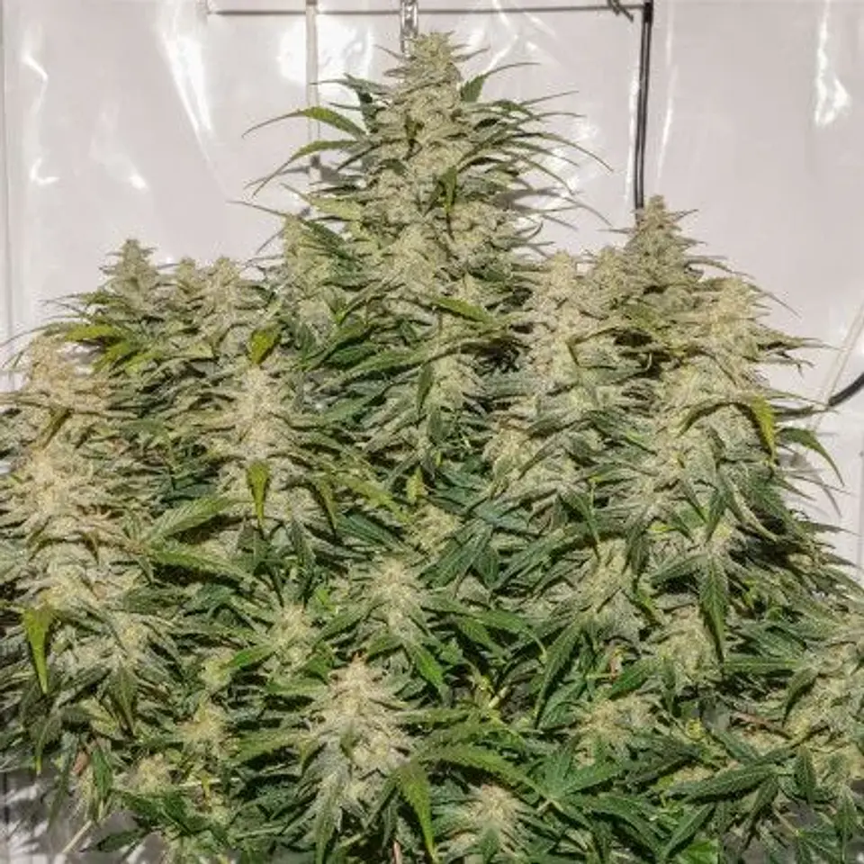 Sfv Og Auto X3-Dutch Passion 3