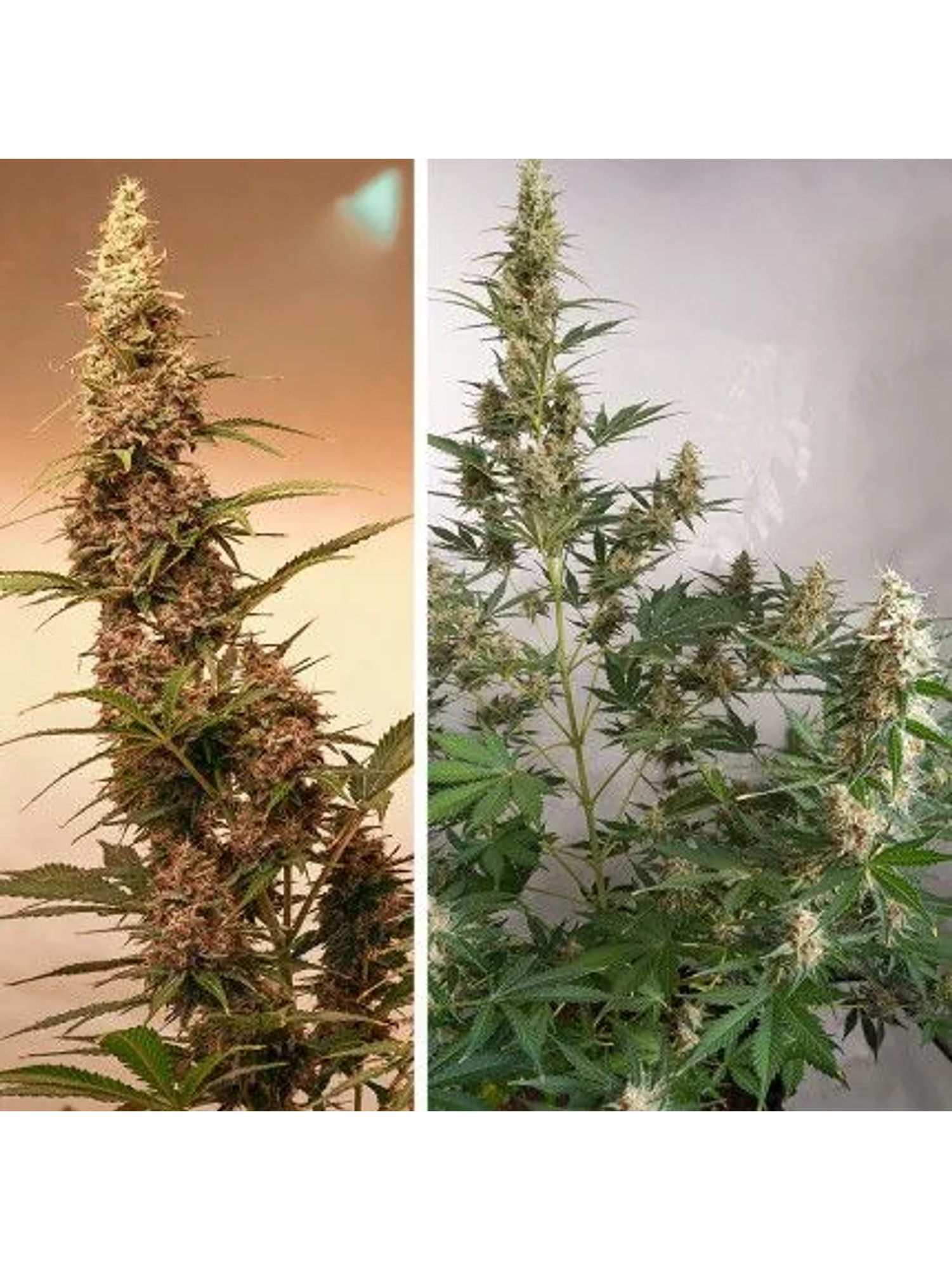 Sfv Og Auto X3-Dutch Passion 4