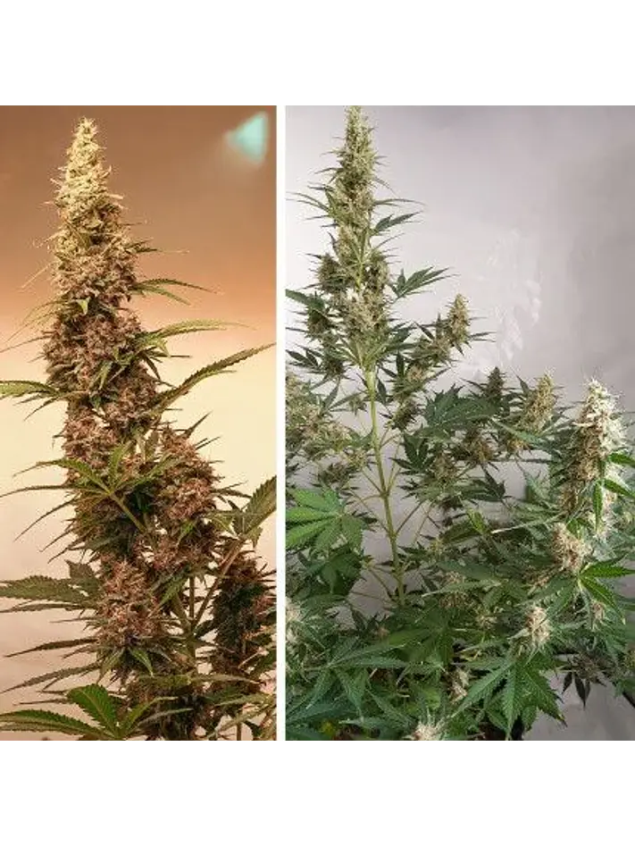 Sfv Og Auto X3-Dutch Passion 4