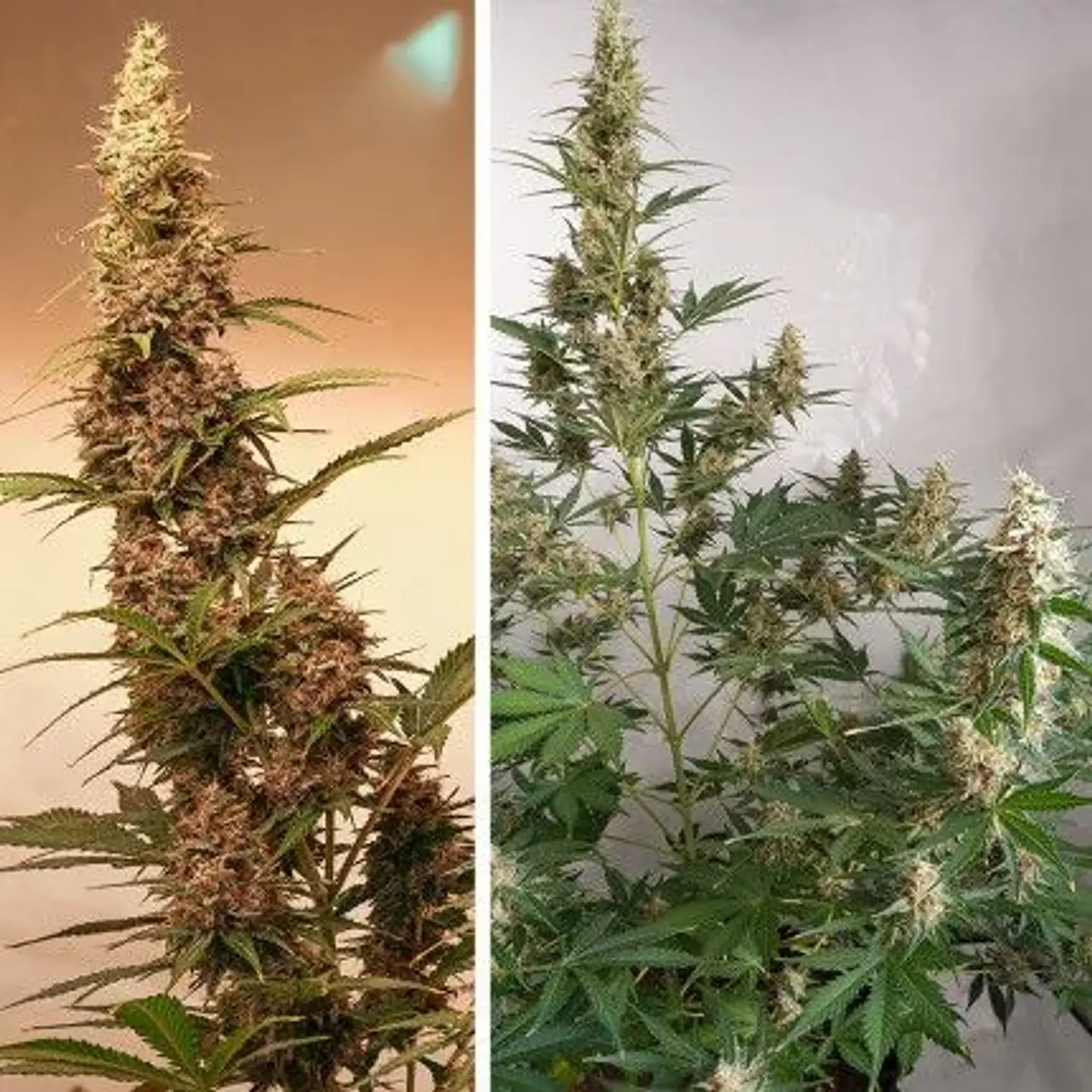 Sfv Og Auto X3-Dutch Passion 4