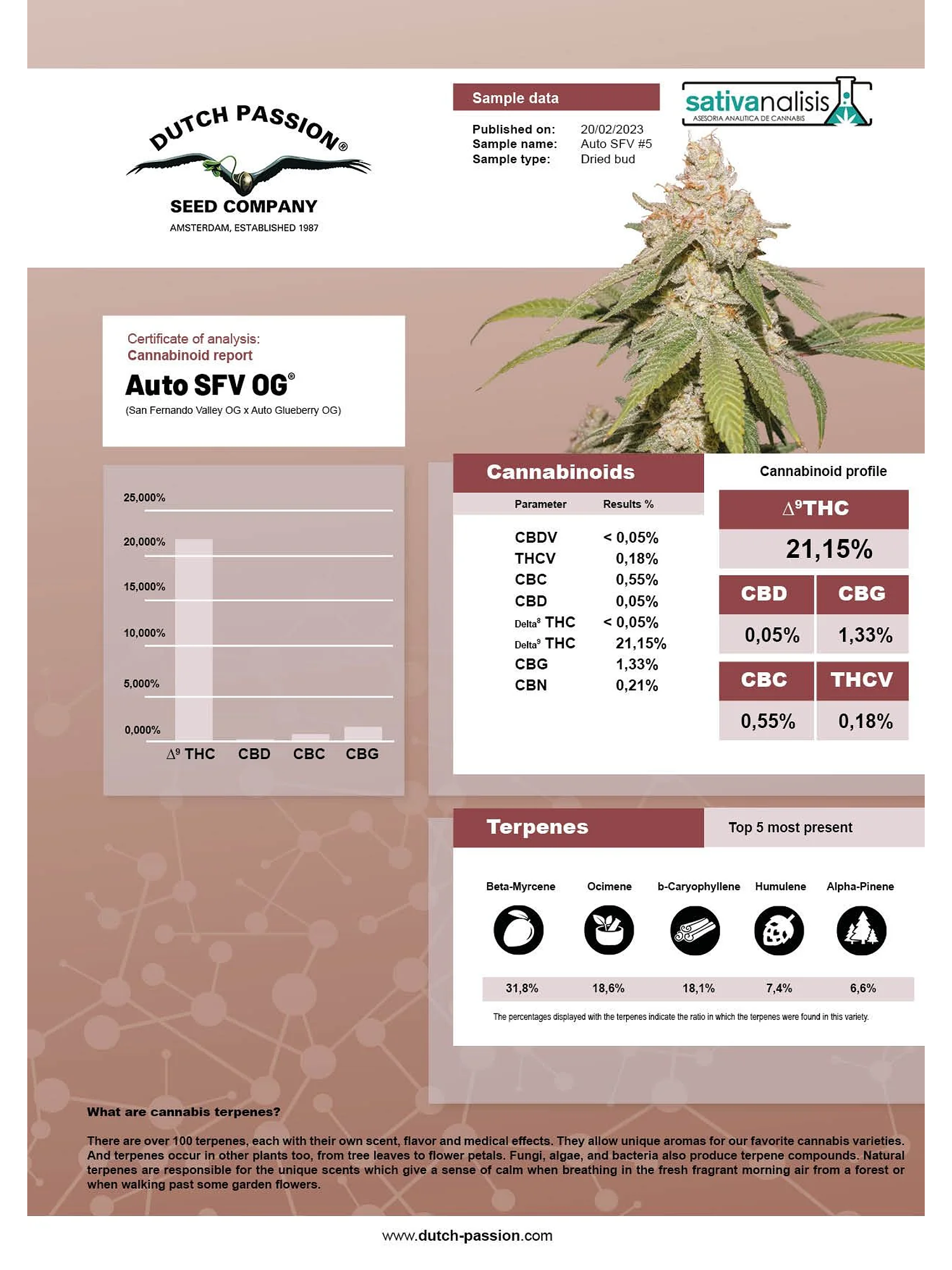 Sfv Og Auto X3-Dutch Passion 5