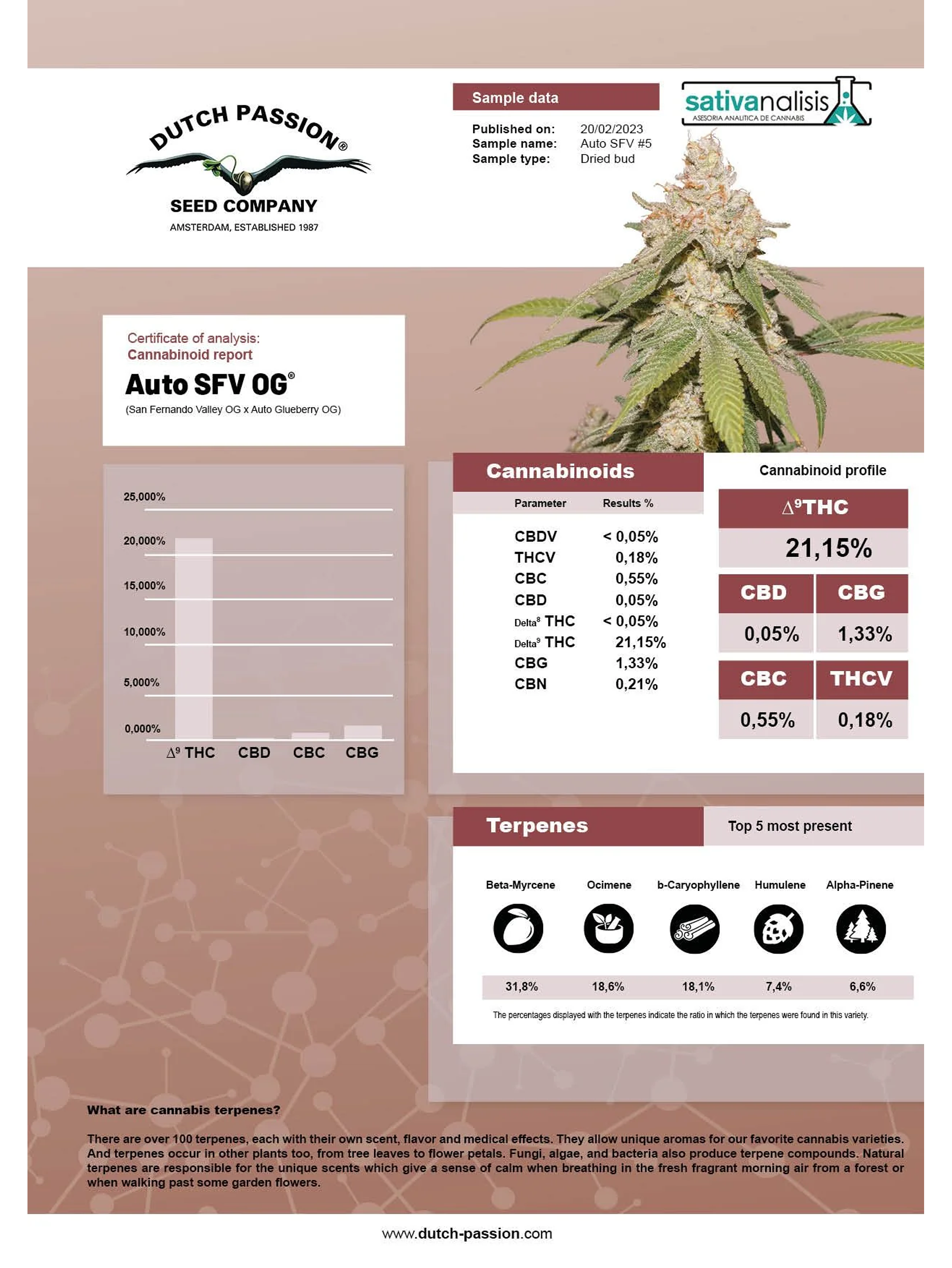Sfv Og Auto X3-Dutch Passion 5